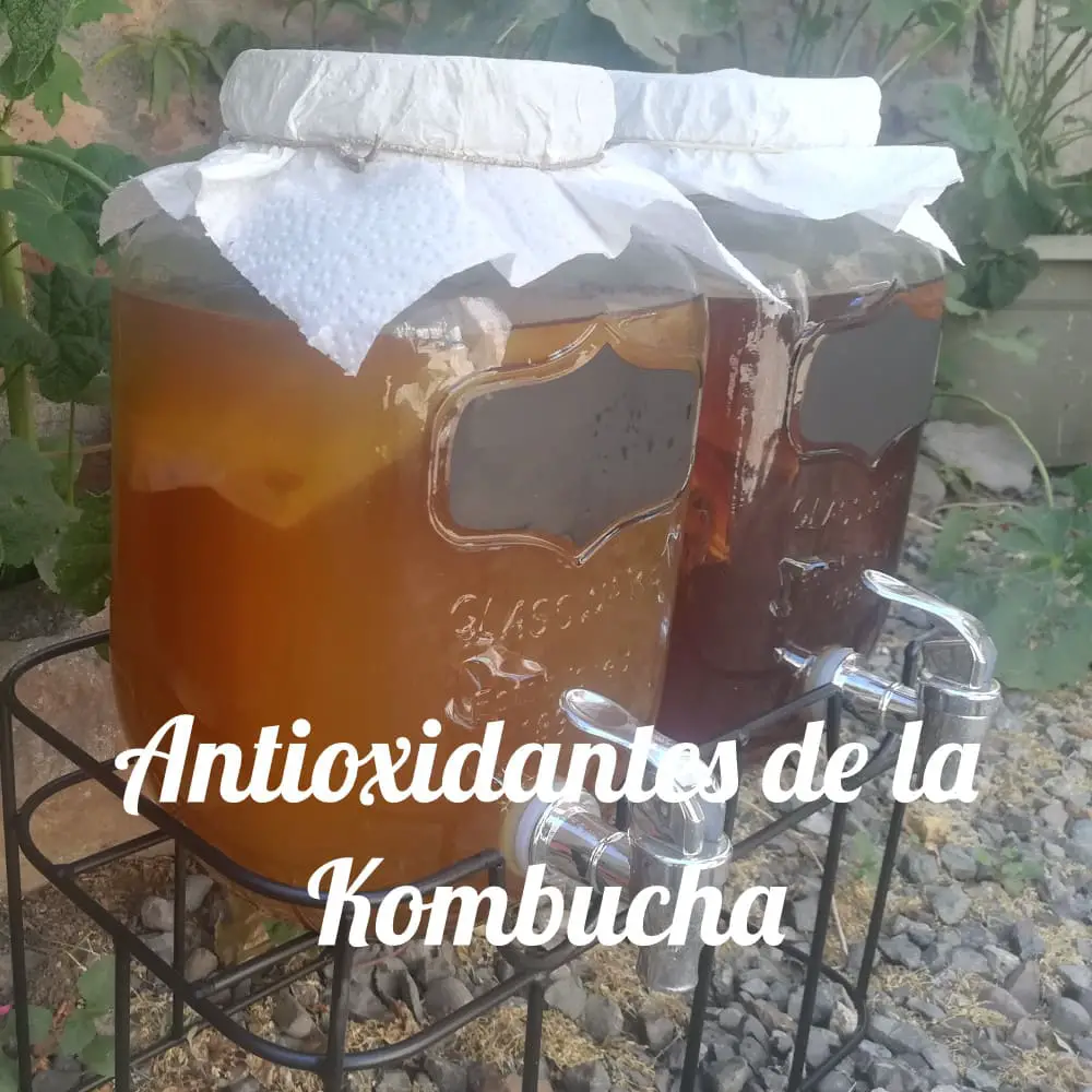 Antioxidantes de la Kombucha