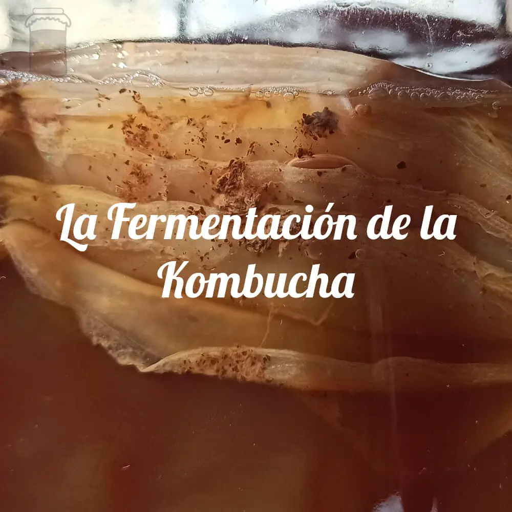 Guía sobre la fermentación de la kombucha