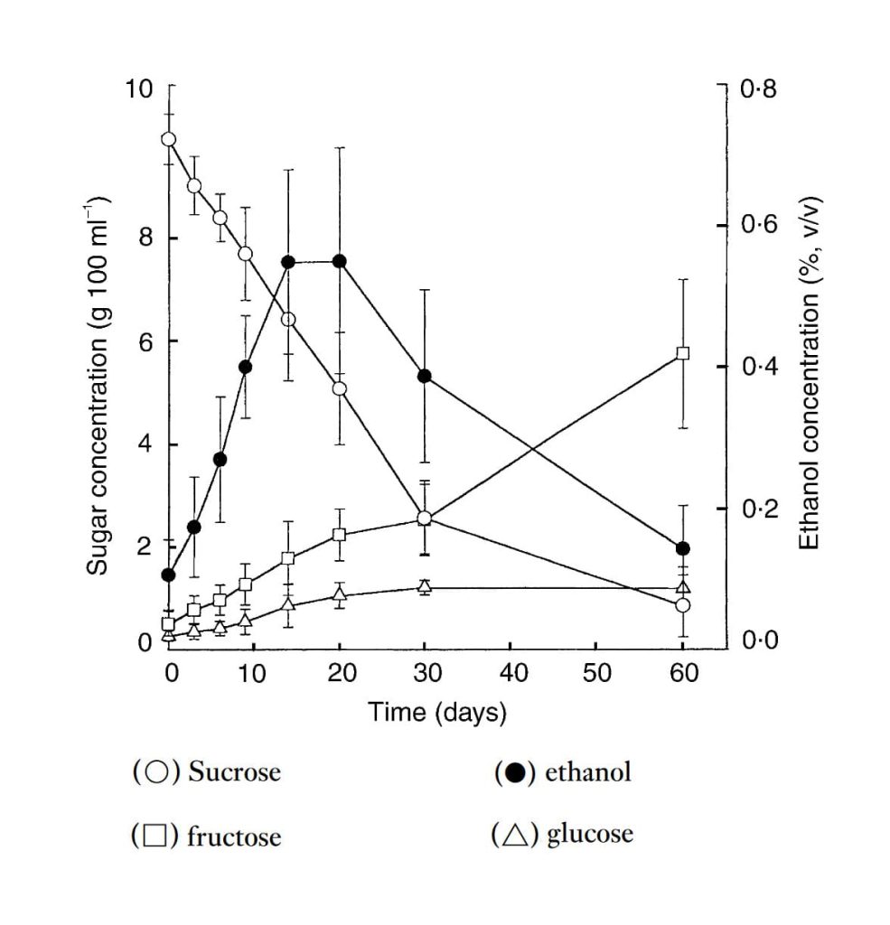 Kombucha Alcohol content during fermentation