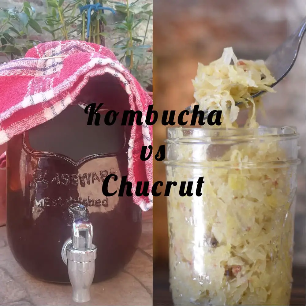 Kombucha vs Chucrut