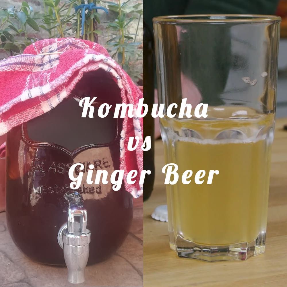 Kombucha vs Ginger Beer