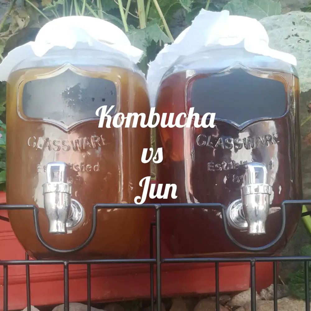 Kombucha vs Jun: similitudes y diferencias