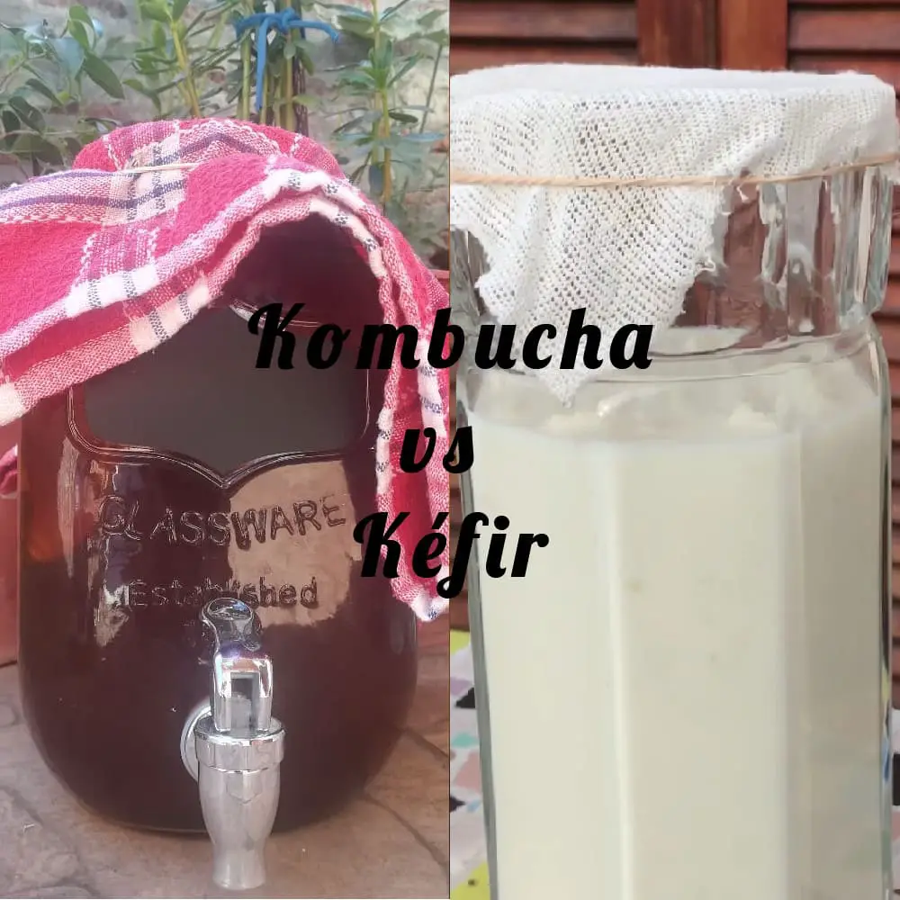 La relacion entre la kombucha y el kefír
