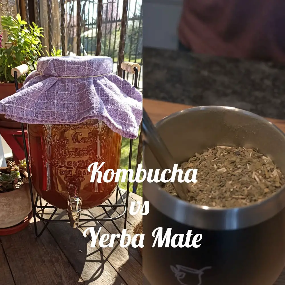 Kombucha vs Yerba Mate