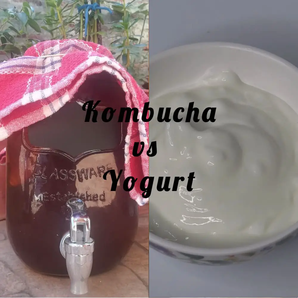La relacion entre la kombucha y el yogurt