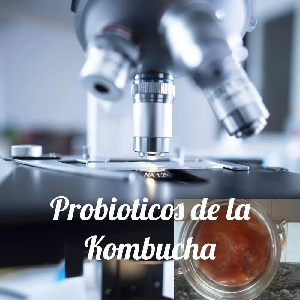Que son los probióticos de la kombucha