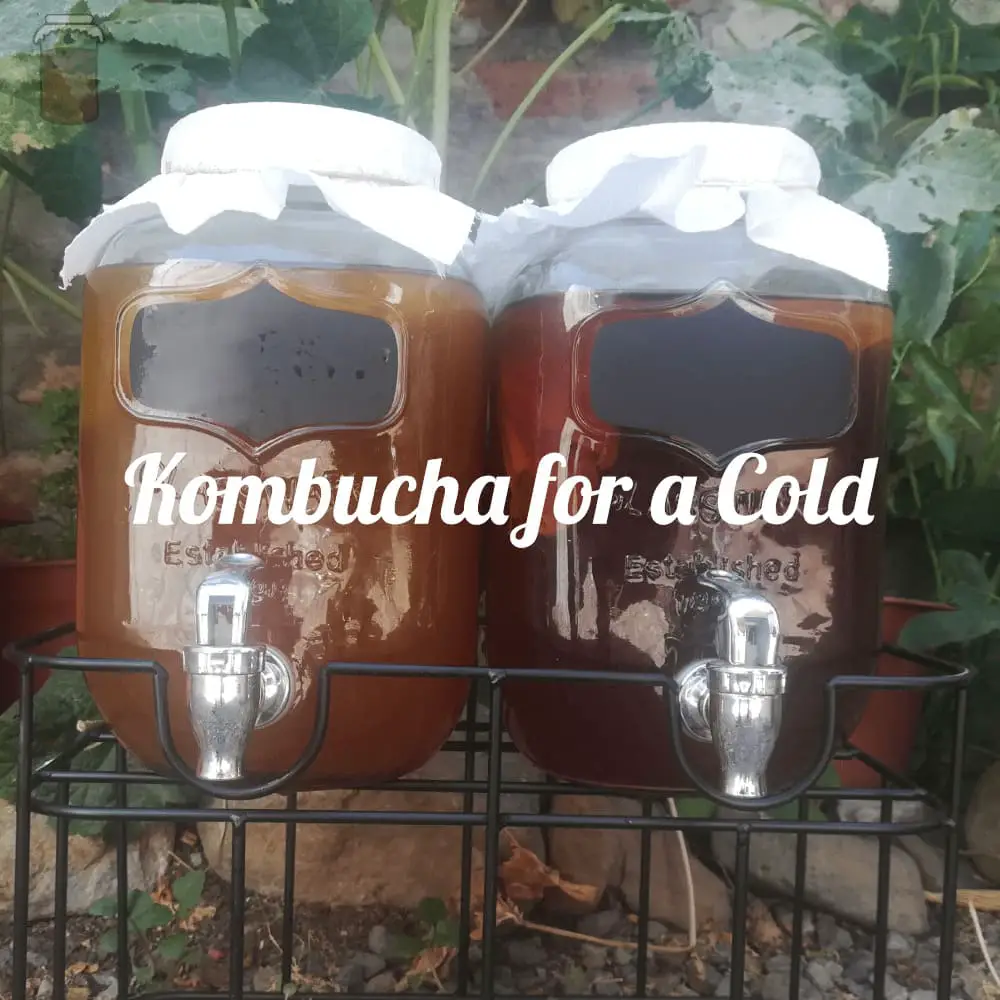 kombucha for a cold